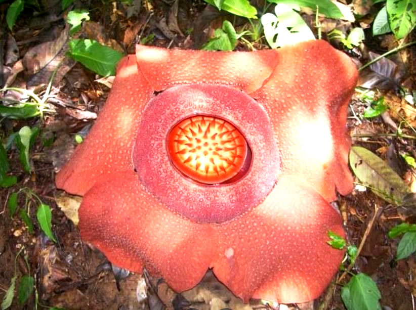 rafflesia Flower cameron highlands