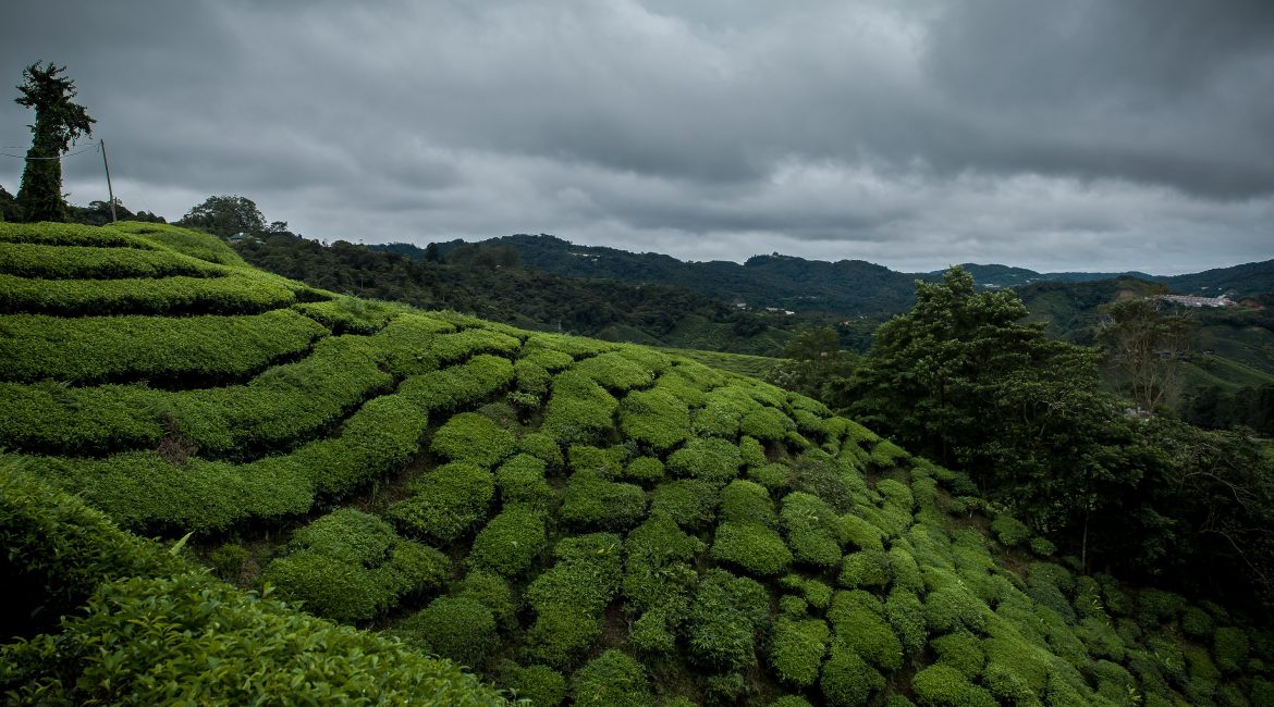 Cameron Highlands cloud and cold weather