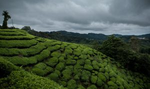 Cameron Highlands cloud and cold weather