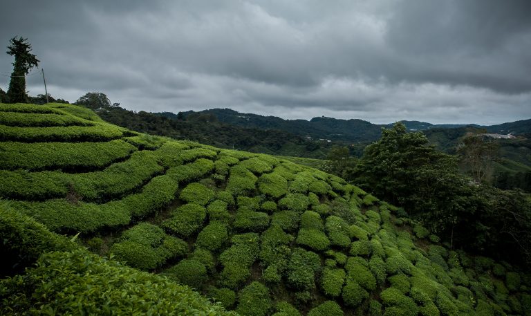 Cameron Highlands cloud and cold weather