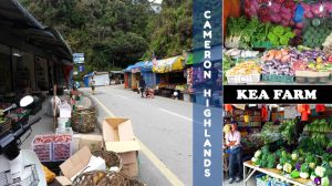 KEA Farm Cameron farm market