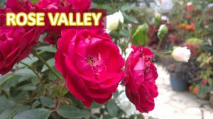 Rose-Valley